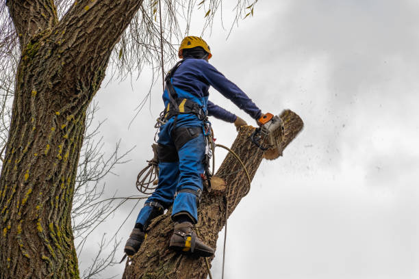 Best Tree Trimming Near Me  in Wilton, CA